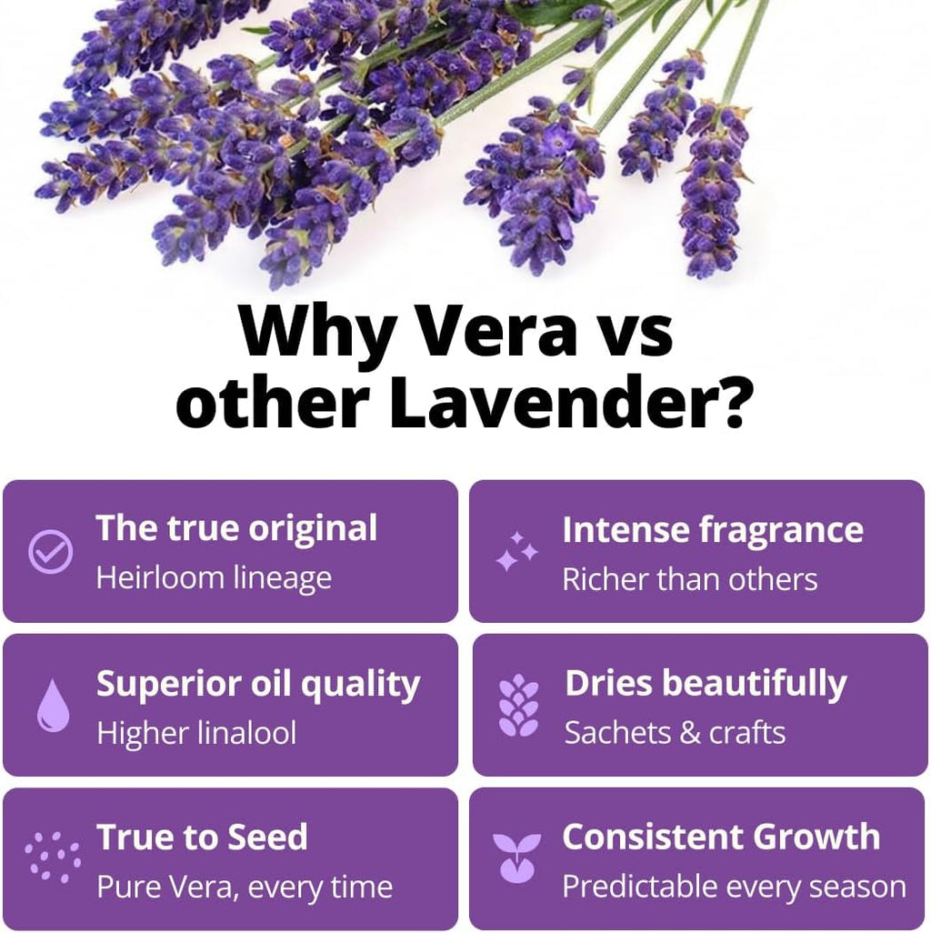 HOME GROWN Non GMO English Lavender Seeds 1,500+ Wildflower Seed for Planting Indoor/Outdoor, High Germination, Plant Flower Seeds (Lavandula antustifolia)