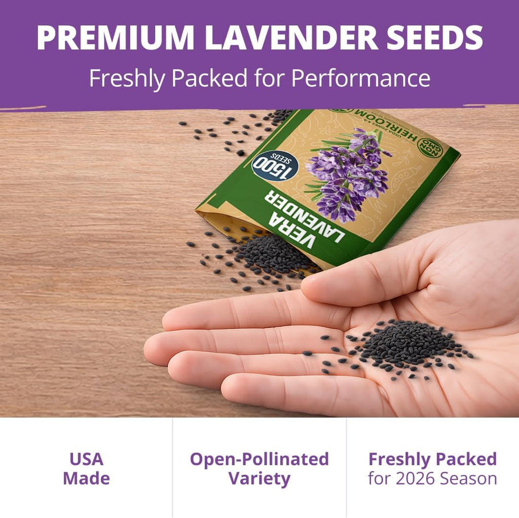 HOME GROWN Non GMO English Lavender Seeds 1,500+ Wildflower Seed for Planting Indoor/Outdoor, High Germination, Plant Flower Seeds (Lavandula antustifolia)