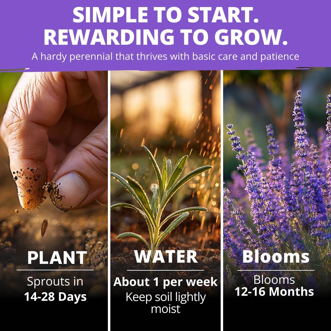 HOME GROWN Non GMO English Lavender Seeds 1,500+ Wildflower Seed for Planting Indoor/Outdoor, High Germination, Plant Flower Seeds (Lavandula antustifolia)