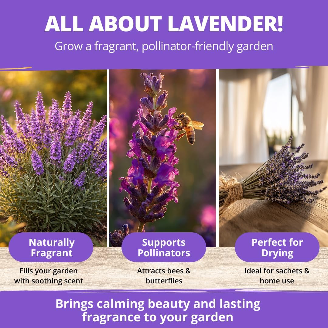 HOME GROWN Non GMO English Lavender Seeds 1,500+ Wildflower Seed for Planting Indoor/Outdoor, High Germination, Plant Flower Seeds (Lavandula antustifolia)