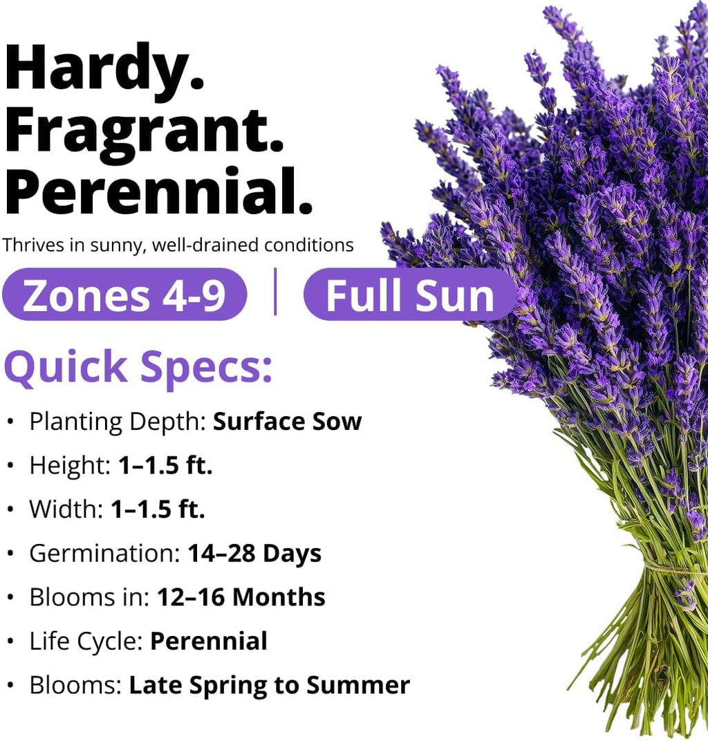 HOME GROWN Non GMO English Lavender Seeds 1,500+ Wildflower Seed for Planting Indoor/Outdoor, High Germination, Plant Flower Seeds (Lavandula antustifolia)
