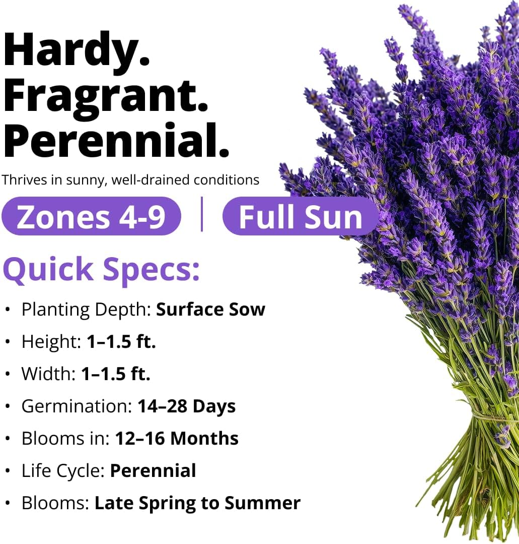 HOME GROWN Non GMO English Lavender Seeds 1,500+ Wildflower Seed for Planting Indoor/Outdoor, High Germination, Plant Flower Seeds (Lavandula antustifolia)