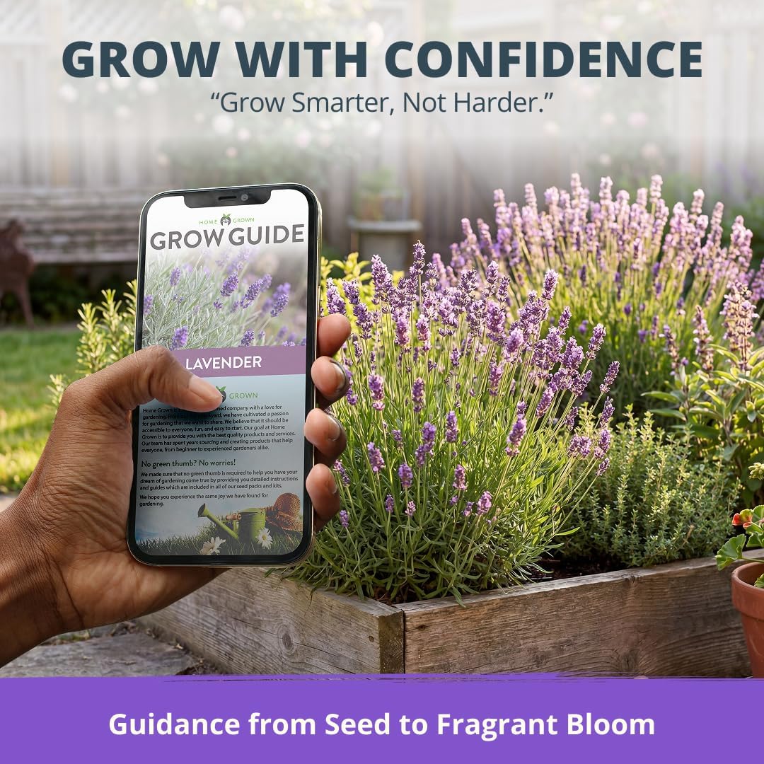 HOME GROWN Non GMO English Lavender Seeds 1,500+ Wildflower Seed for Planting Indoor/Outdoor, High Germination, Plant Flower Seeds (Lavandula antustifolia)