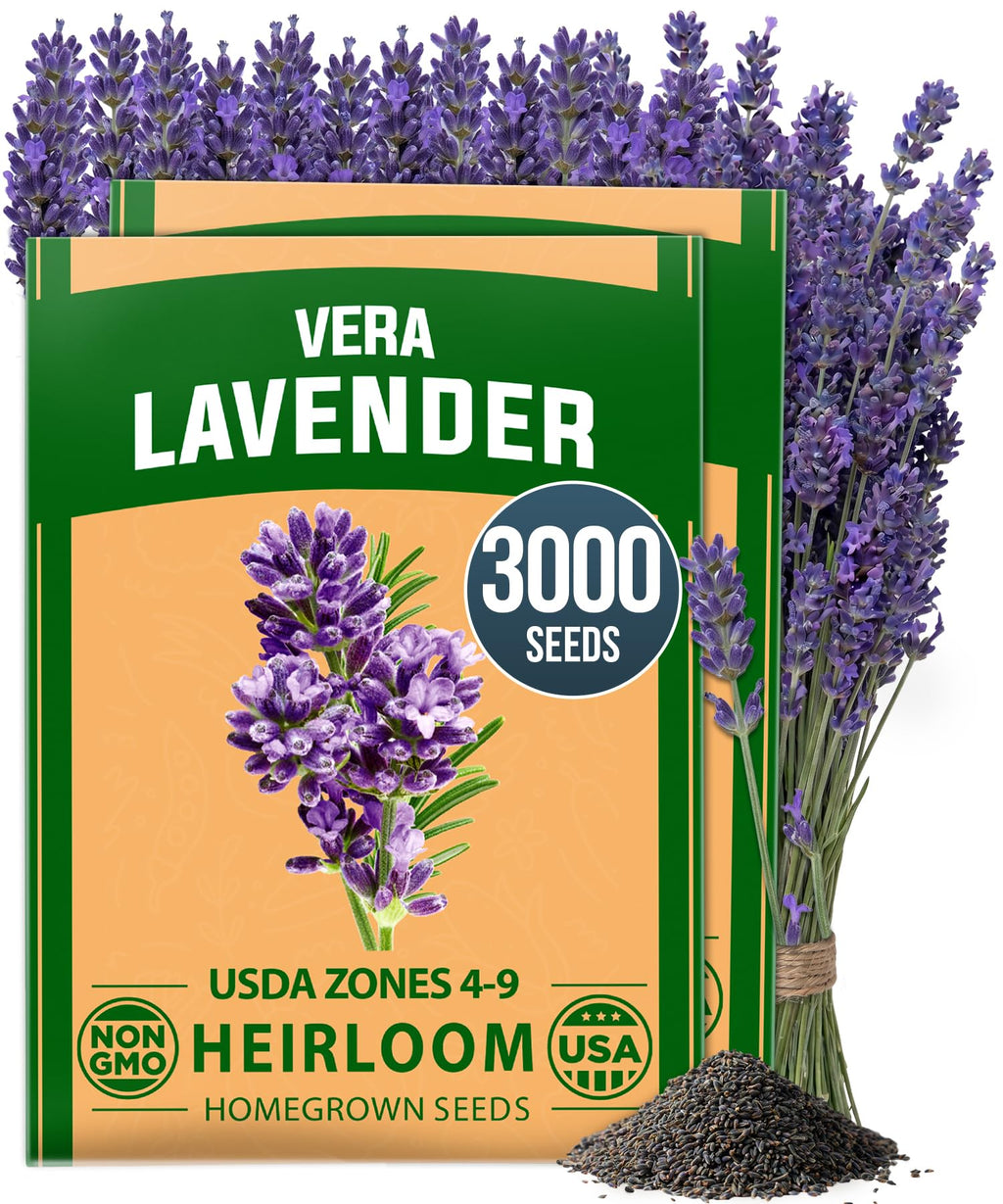HOME GROWN Non GMO English Lavender Seeds 1,500+ Wildflower Seed for Planting Indoor/Outdoor, High Germination, Plant Flower Seeds (Lavandula antustifolia)